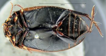 Media type: image;   Entomology 6056 Aspect: habitus ventral view